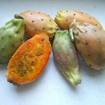 kaktusfeigen (Kaktusfeigen)