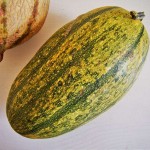 Spaghettikürbis (Spaghettikürbis)