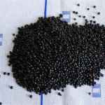 Belugalinsen_ji-W800 (Belugalinsen)